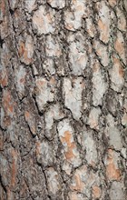 Bark of the pine