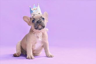 Small French Bulldog dog puppy wearing a paper crown with lace and ribbons on purple background with empty copy space