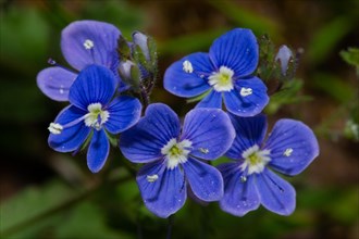 Gamander Speedwell some open blue flowers