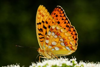 Fiery Fritillary butterfly with closed wings sitting on white flowers left looking