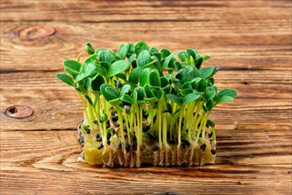 Fresh microgreens. Sprouts of borago on wooden background