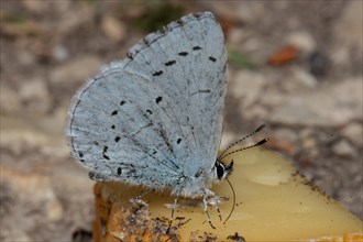 Holly Blue with closed wings sitting on piece of cheese sucking right seeing