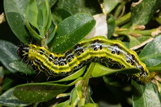 Boxwood caterpillar hanging on green leaf seen on the left