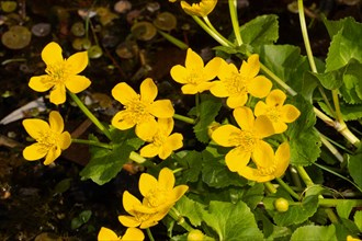 Marsh marigold Stock with several yellow flowers at water's edge