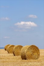 Stubble field with straw rolls