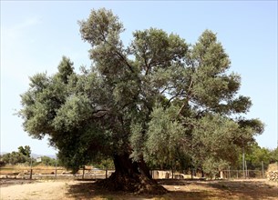 Single olive tree