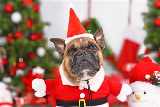 French Bulldog dog wearing Christmas Santa costume with arms in front of seasonal decoration