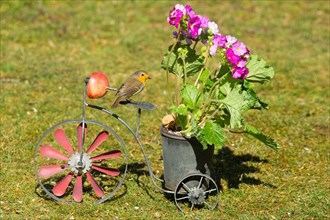 Robin on Bicycle with Pot and Flower Stick Sitting in Green Grass Seen at Right