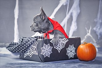 Blue French Bulldog dog wearing a vampire costume cloak sitting in Halloween box surrounded by pumpkin and spider webs