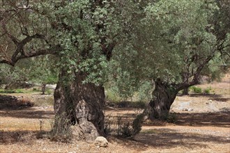 Old olive trees
