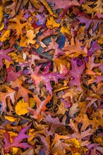 The colourful leaves of a pin oak