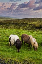 Shetland ponies