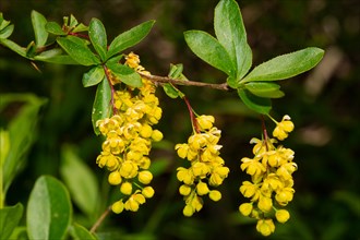 Common barberry Branch with three flower panicles with several open yellow flowers and green leaves