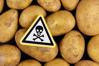 Concept for unhealthy or toxic substances in food like solanin or pesticide residues with skull warning sign on raw potatoes on black background