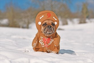French Bulldog dog dressed up with funny Christmas gingerbread full body costume with arms and hat in winter snow landscape
