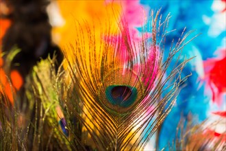 Beautiful bird feathers for decorative purposes