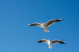 Pair of seagulls flying in the sky background