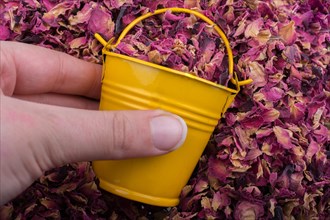 Little bucket on a background of dried rose petals
