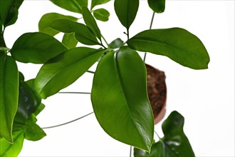 Juvenile leaf of tropical Thaumatophyllum Spruceanum house plant