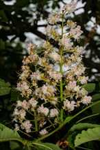 Horse chestnut inflorescence with many open white flowers