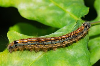 Lackey moth Caterpillar sitting on green leaf right looking