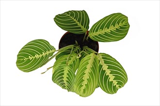 Top view of Eexotic green veined 'Maranta Leuconeura Lemon Lime' houseplant solated on white background