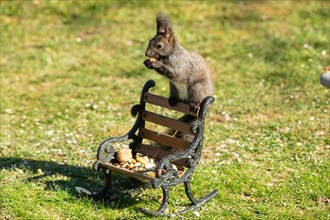 Squirrel holding nut in hands sitting on bench in green grass looking left