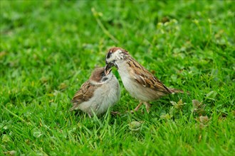 Tree Sparrow Old bird Young bird feeding sitting in green grass looking at each other