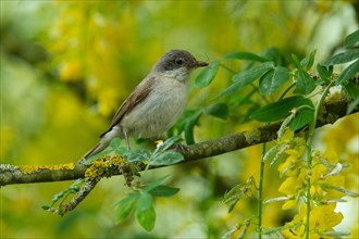 Lesser whitethroat with food in beak sitting on branch in front of yellow flowers and green leaves seen right