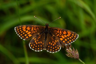 Heath fritillaryy with open wings sitting on green panicle from behind