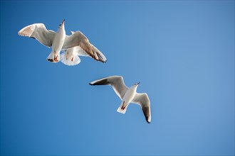 Pair of seagulls are flying in a sky as a background