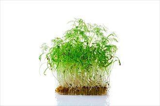 Fresh microgreens. Sprouts of fennel isolated on white background