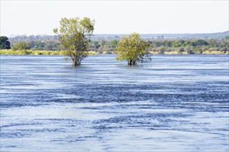 2 trees stand underwater in Zambezi river in full flood with the African bush in the background. Victoria Falls