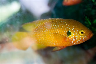 Beautiful colorful fish swims in the aquarium environment