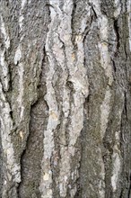 Bark of a spruce