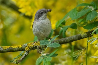 Lesser whitethroat with food in beak sitting on branch in front of yellow flowers and green leaves seen from front right