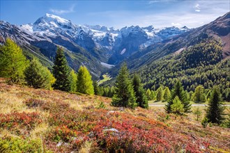 Panorama of the valley with Ortler 3905m and Trafoier ice wall 3565m in early autumn