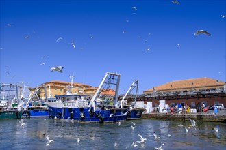 Seagulls over a fishing boat