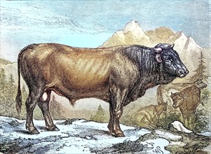 Bull of the Schyz Breed