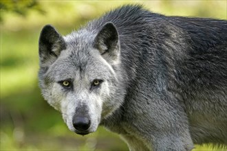 Mackenzie valley wolf