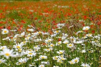 Flower meadow with daisies