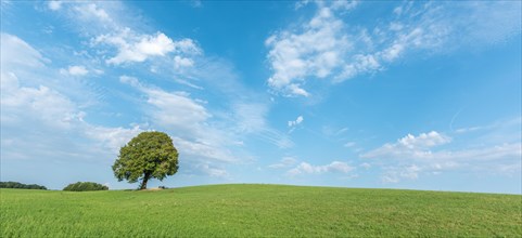 Lone tree on a hill in the French countryside