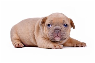 Cute cream lilac fawn colored 3 weeks old French Bulldog dog puppy with blue eyes on white background
