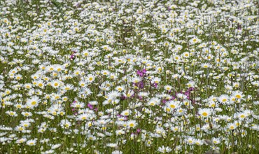 Flower meadow with mainly daisies