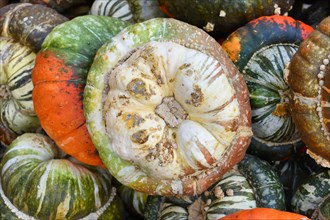 Green and brown colored Turban squash with warts on skin on pile of colorful squashes