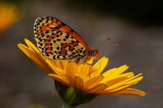 Red fritillary butterfly butterfly with closed wings sitting on yellow flower seen on right side