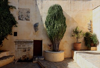 (Euphorbia) plant in the monastery complex of Preveli Monastery, Moni Preveli in the south of the