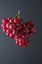 Branch of big red grape