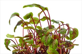 Fresh sorrel sprouts isolated on white. Microgreens