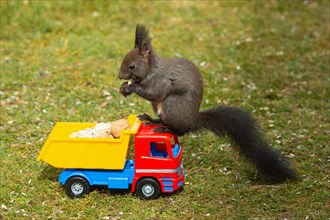 Squirrel with food held in hands sitting on truck in green grass looking left